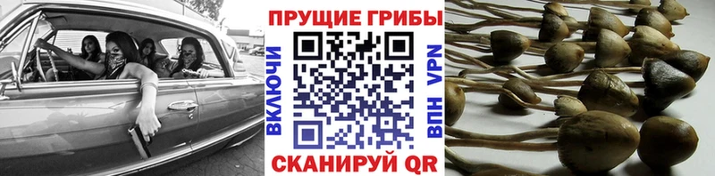 Галлюциногенные грибы Psilocybine cubensis Вяземский
